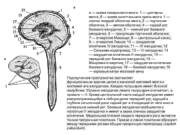 а — схема поверхности мозга: 1 — цистерны мозга; б — схема сагиттального среза