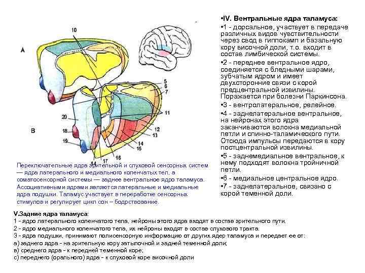 Переключательные ядра зрительной и слуховой сенсорных систем — ядра латерального и медиального коленчатых тел,