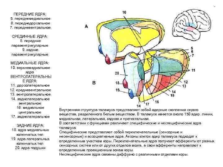 ПЕРЕДНИЕ ЯДРА: 5. переднемедиальное 6. переднедорсальное 7. передневентральное СРЕДИННЫЕ ЯДРА: 8. передние паравентрикулярные 9.