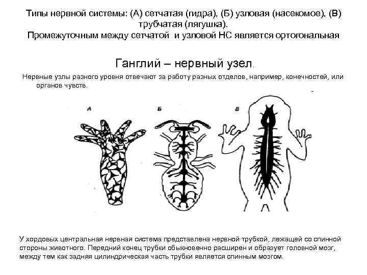 Типы нервной системы: (А) сетчатая (гидра), (Б) узловая (насекомое), (В) трубчатая (лягушка). Промежуточным между