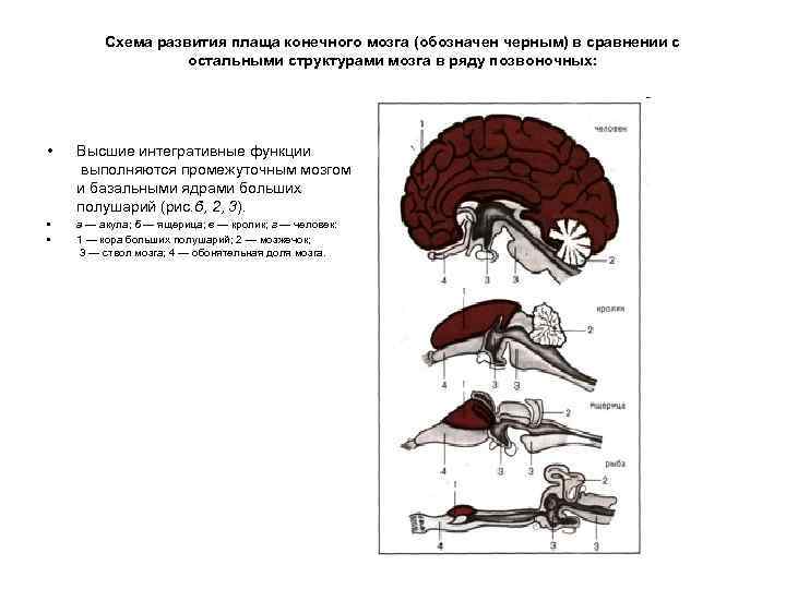Схема развития плаща конечного мозга (обозначен черным) в сравнении с остальными структурами мозга в