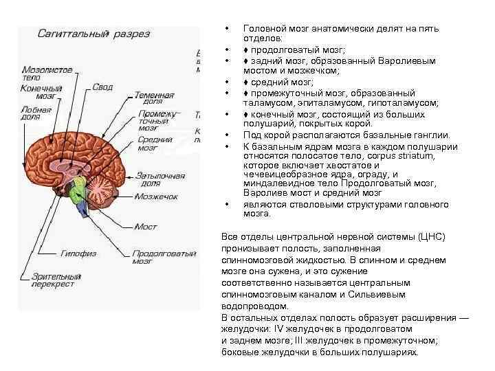  • • • Головной мозг анатомически делят на пять отделов: ♦ продолговатый мозг;