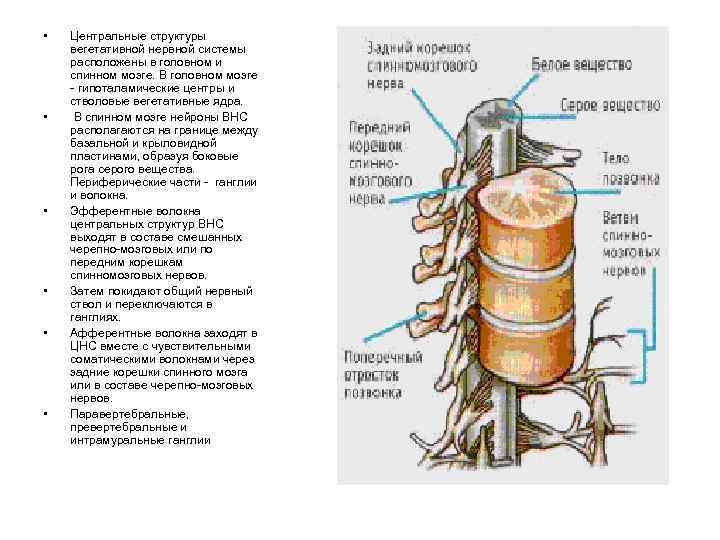  • • • Центральные структуры вегетативной нервной системы расположены в головном и спинном