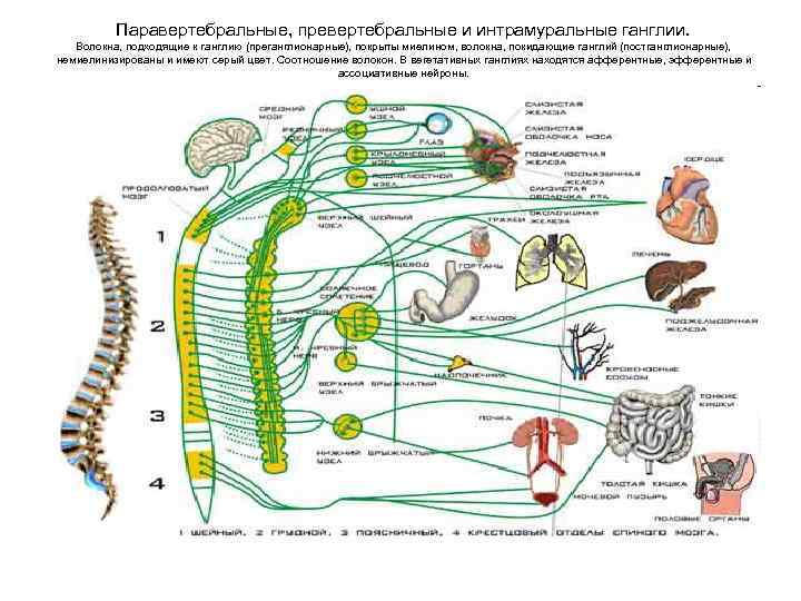 Паравертебральные, превертебральные и интрамуральные ганглии. Волокна, подходящие к ганглию (преганглионарные), покрыты миелином, волокна, покидающие