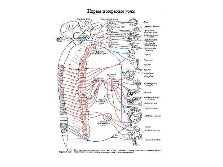 Нервы и нервные узлы 