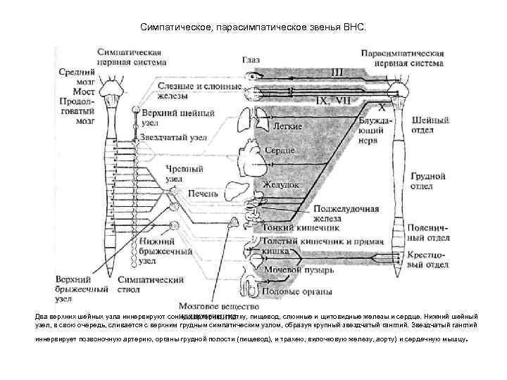 Симпатическое, парасимпатическое звенья ВНС. Два верхних шейных узла иннервируют сонную артерию, глотку, пищевод, слюнные