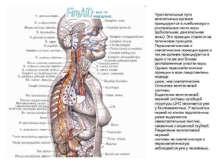 Чувствительные пути вегетативных органов проецируются в лимбическую и ростральные части коры (орбитальная, двигательная зоны).