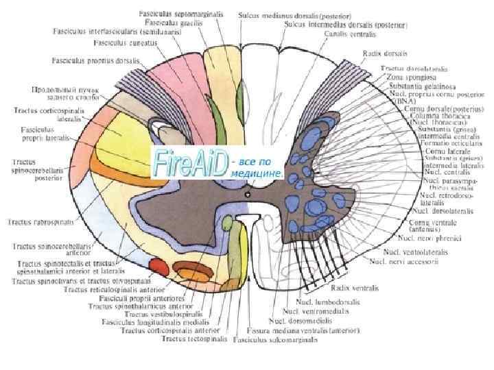 Ядра и проводящие пучки спинного мозга. Деление по Рекседу. 