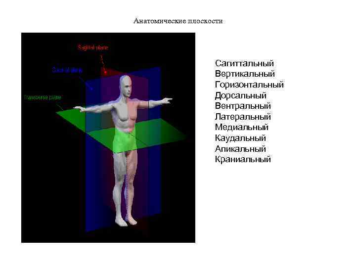 Анатомические плоскости Сагиттальный Вертикальный Горизонтальный Дорсальный Вентральный Латеральный Медиальный Каудальный Апикальный Краниальный 
