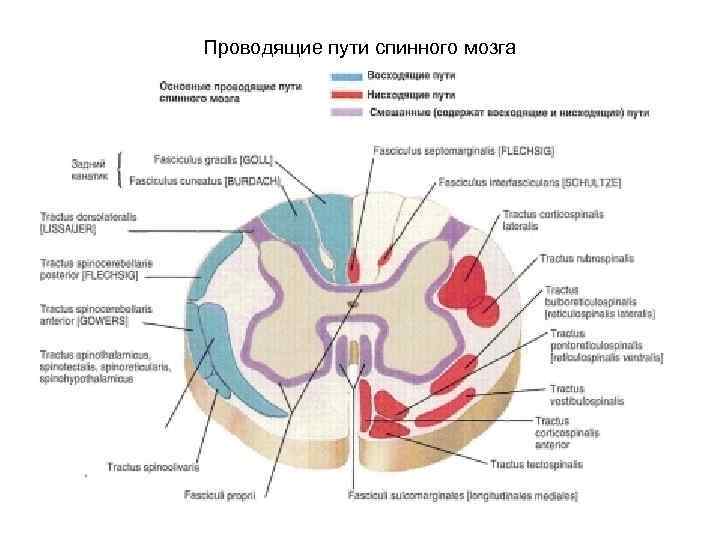 Проводящие пути спинного мозга 