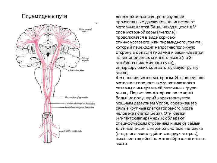 Пирамидные пути основной механизм, реализующий произвольные движения; начинается от моторных клеток Беца, находящихся в