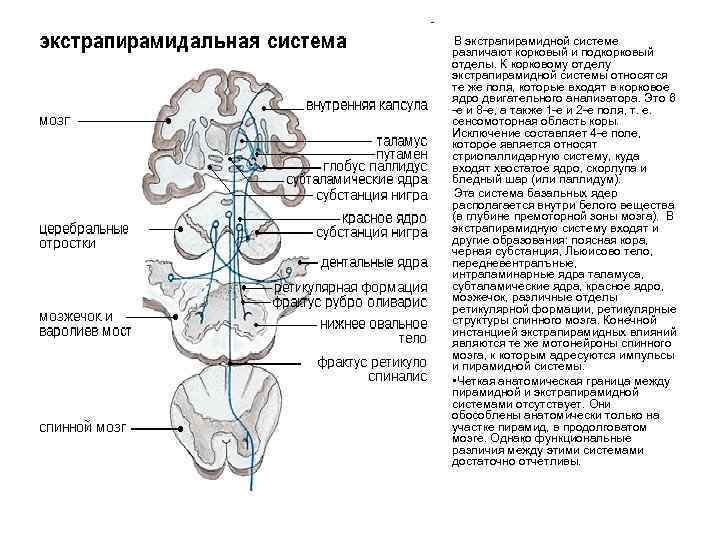 Экстрапирамидные пути В экстрапирамидной системе различают корковый и подкорковый отделы. К корковому отделу экстрапирамидной