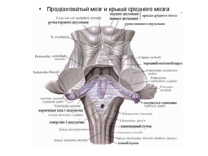  • Продолговатый мозг и крыша среднего мозга 