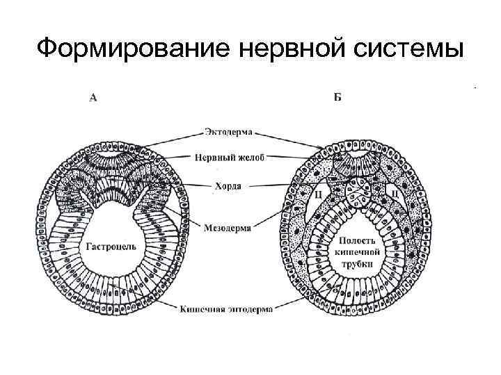 Формирование нервной системы 