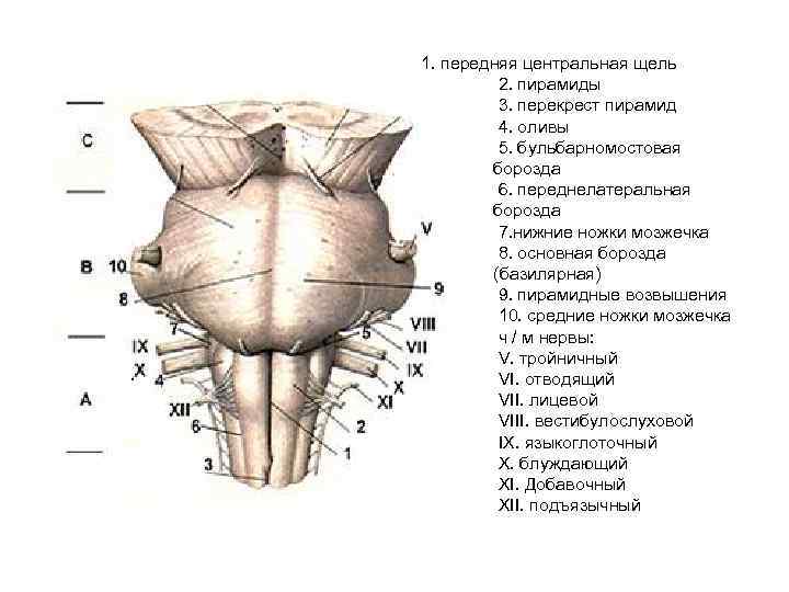 1. передняя центральная щель 2. пирамиды 3. перекрест пирамид 4. оливы 5. бульбарномостовая борозда