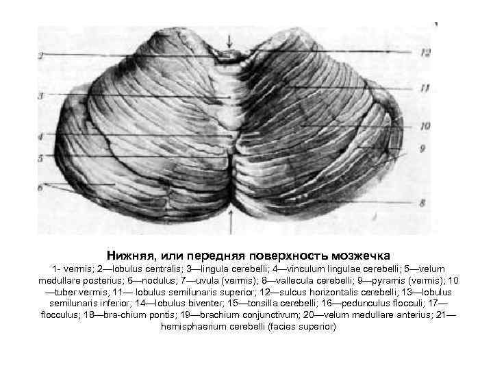Нижняя, или передняя поверхность мозжечка 1 - vermis; 2—lobulus centralis; 3—lingula cerebelli; 4—vinculum lingulae