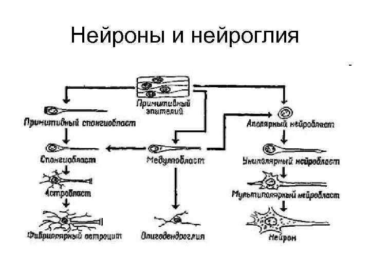 Нейроны и нейроглия 