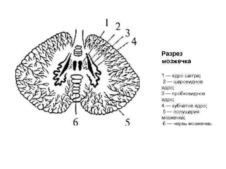 Разрез мозжечка 1 — ядро шатра; 2 — шаровидное ядро; 3 — пробковидное ядро;