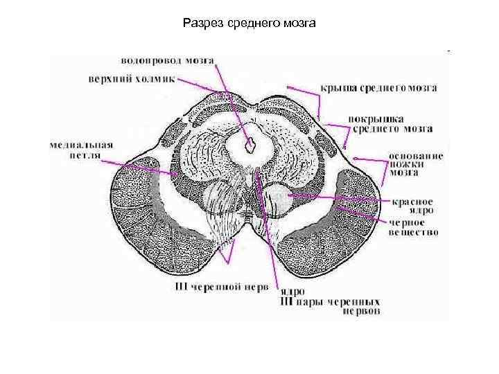 Разрез среднего мозга 