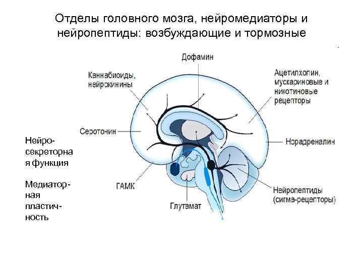 Отделы головного мозга, нейромедиаторы и нейропептиды: возбуждающие и тормозные Нейросекреторна я функция Медиаторная пластичность