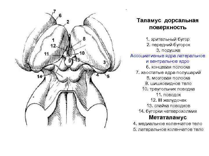 Таламус дорсальная поверхность 1. зрительный бугор 2. передний бугорок 3. подушка Ассоциативные ядра латеральное
