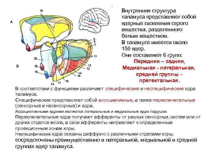 Внутренняя структура таламуса представляет собой ядерные скопления серого вещества, разделенного белым веществом. В таламусе