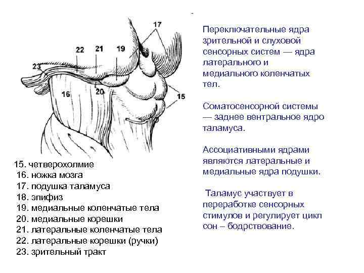 Переключательные ядра зрительной и слуховой сенсорных систем — ядра латерального и медиального коленчатых тел.