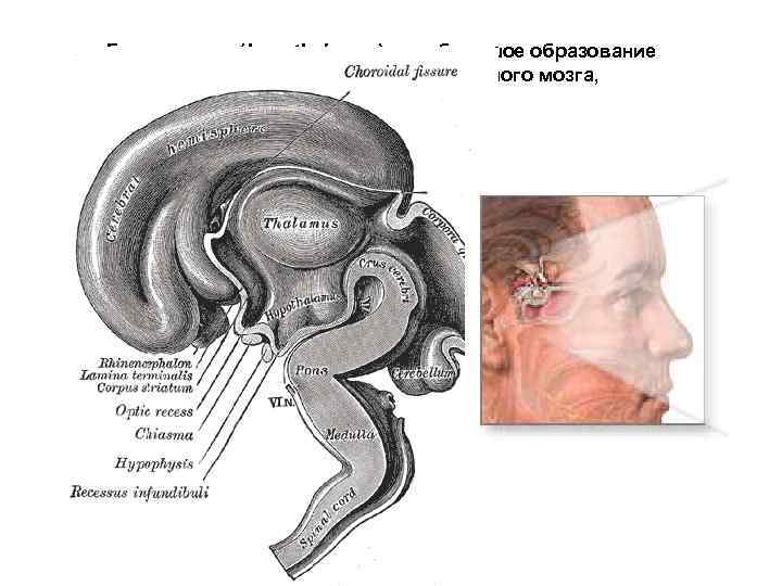 Гипоталамус фото анатомия