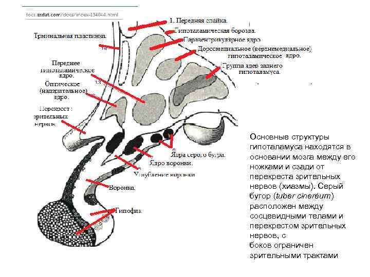 Основные структуры гипоталамуса находятся в основании мозга между его ножками и сзади от перекреста