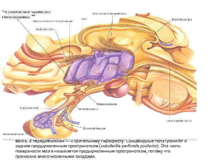 За серым бугром следуют парные круглые образования — сосцевидные тела (corpora mamillaria) Своей передней
