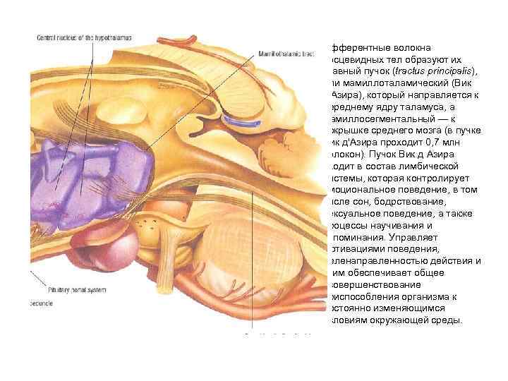 Эфферентные волокна сосцевидных тел образуют их главный пучок (tractus principalis), или мамиллоталамический (Вик д'Азира),