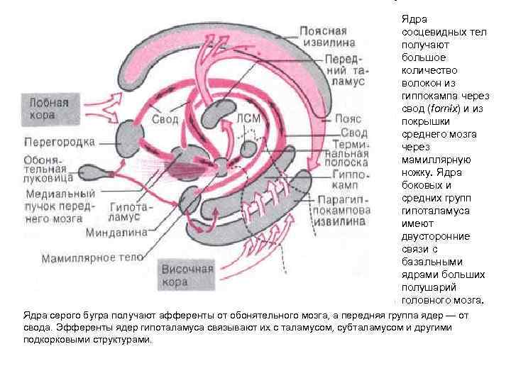 Ядра сосцевидных тел получают большое количество волокон из гиппокампа через свод (fornix) и из