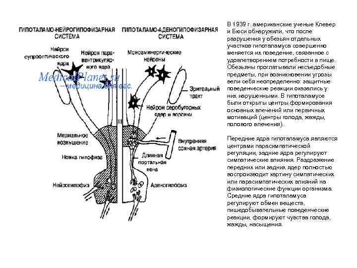В 1939 г. американские ученые Клевер и Бюси обнаружили, что после разрушения у обезьян