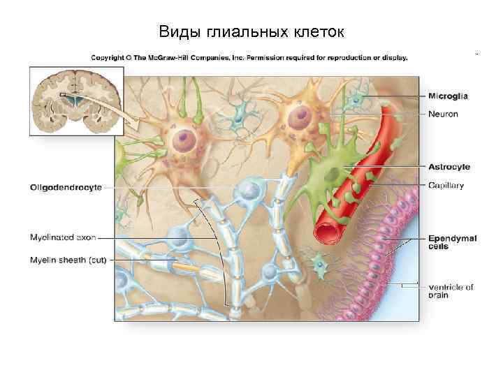 Виды глиальных клеток 