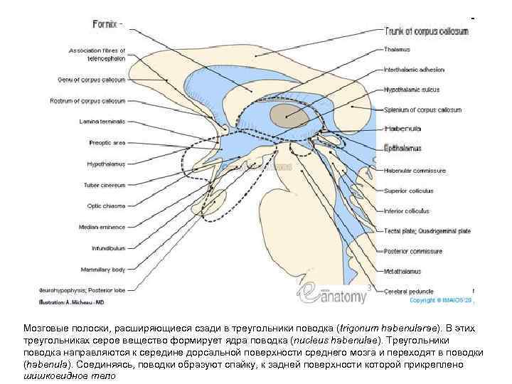Мозговые полоски, расширяющиеся сзади в треугольники поводка (trigonum habenularae). B этих треугольниках серое вещество