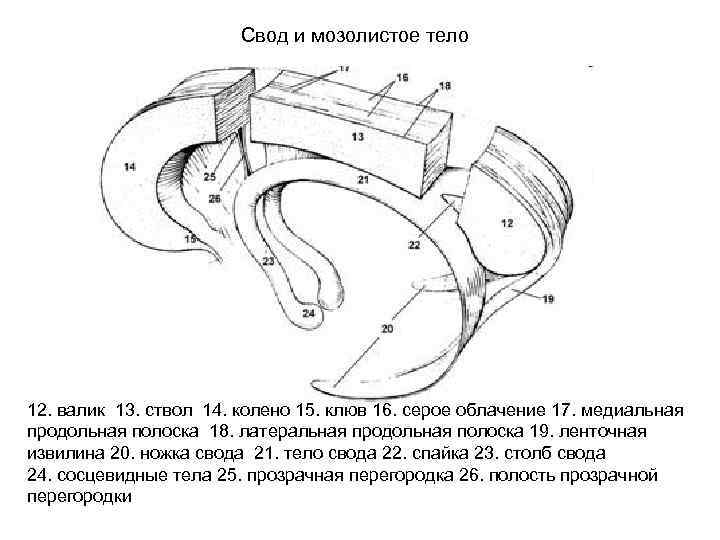 Свод и мозолистое тело 12. валик 13. ствол 14. колено 15. клюв 16. серое