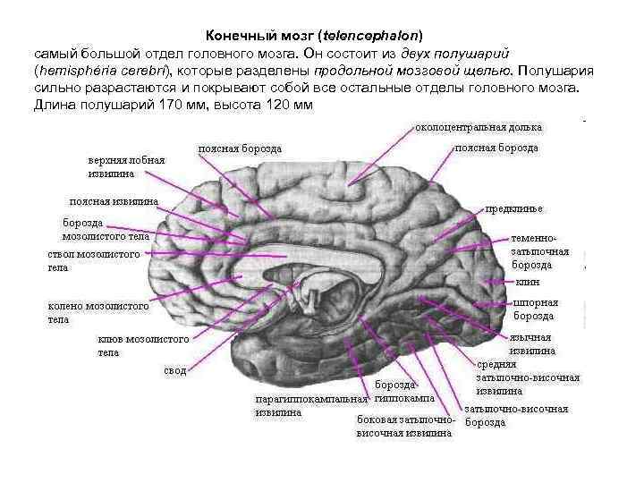 Конечный мозг (telencephalon) самый большой отдел головного мозга. Он состоит из двух полушарий (hemisphéria