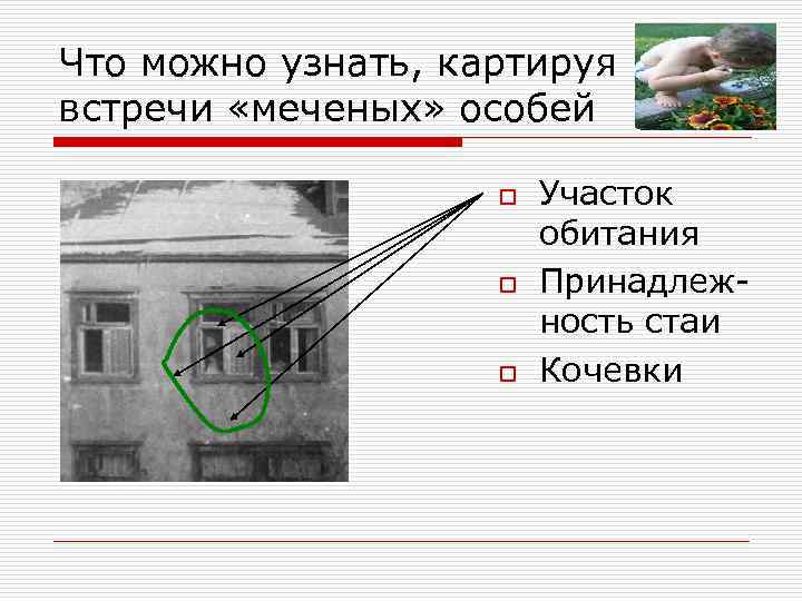 Что можно узнать, картируя встречи «меченых» особей o o o Участок обитания Принадлежность стаи