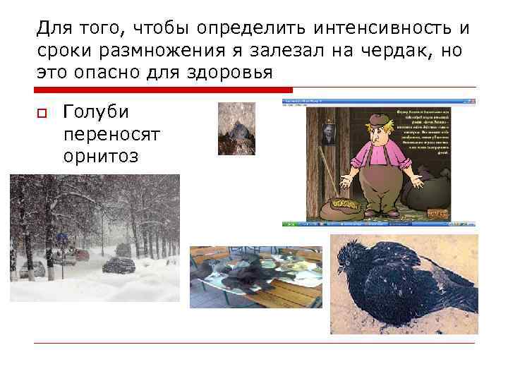 Для того, чтобы определить интенсивность и сроки размножения я залезал на чердак, но это