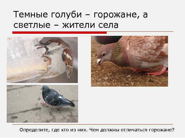 Темные голуби – горожане, а светлые – жители села Определите, где кто из них.