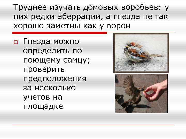 Труднее изучать домовых воробьев: у них редки аберрации, а гнезда не так хорошо заметны