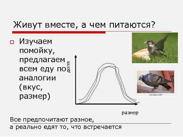 Живут вместе, а чем питаются? Изучаем помойку, предлагаем всем еду по аналогии (вкус, размер)