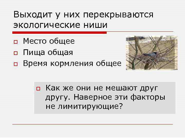 Выходит у них перекрываются экологические ниши o o o Место общее Пища общая Время