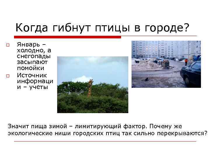 Когда гибнут птицы в городе? o o Январь – холодно, а снегопады засыпают помойки