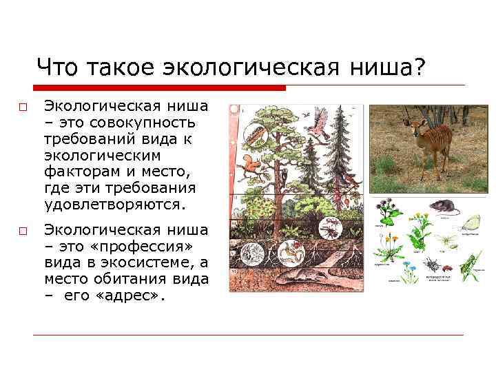 2 примера экологических ниш. Экологическая ниша. Экологическая ниша это в биологии. Экологические ниши виды. Экологические ниши растений.