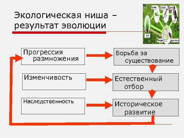 Экологическая ниша – результат эволюции Прогрессия размножения Борьба за существование Изменчивость Естественный отбор Наследственность
