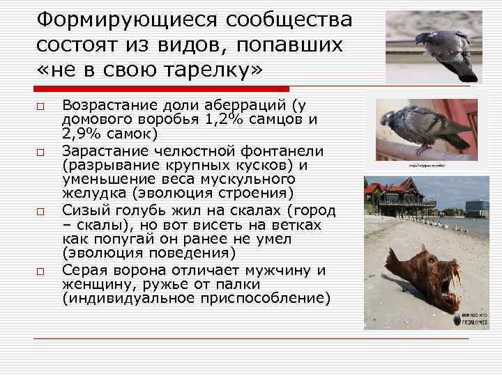 Формирующиеся сообщества состоят из видов, попавших «не в свою тарелку» o o Возрастание доли