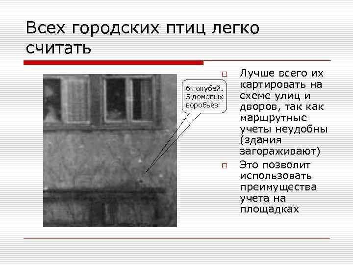 Всех городских птиц легко считать o 6 голубей. 5 домовых воробьев o Лучше всего