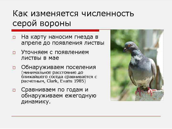 Как изменяется численность серой вороны o o На карту наносим гнезда в апреле до