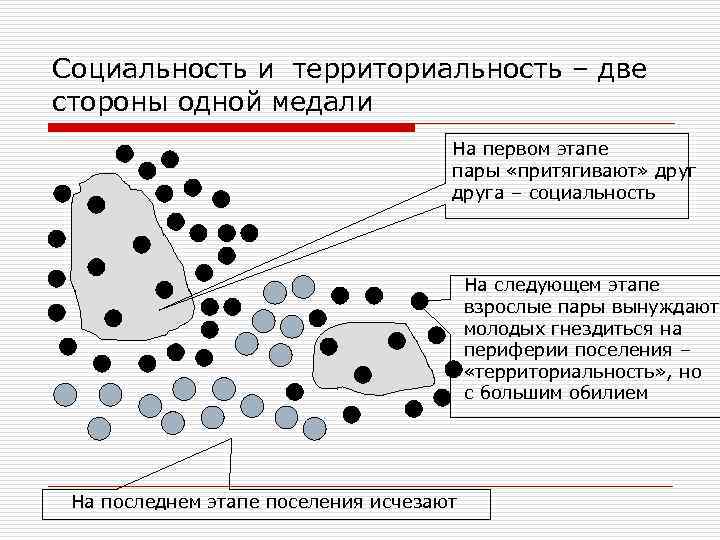 Социальность и территориальность – две стороны одной медали На первом этапе пары «притягивают» друга